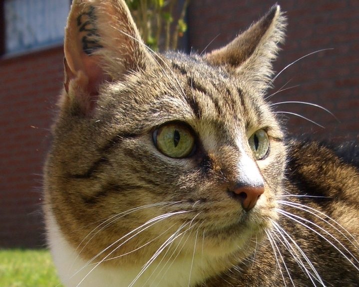 tigger ist draussen und schaut sehr aufmerksam