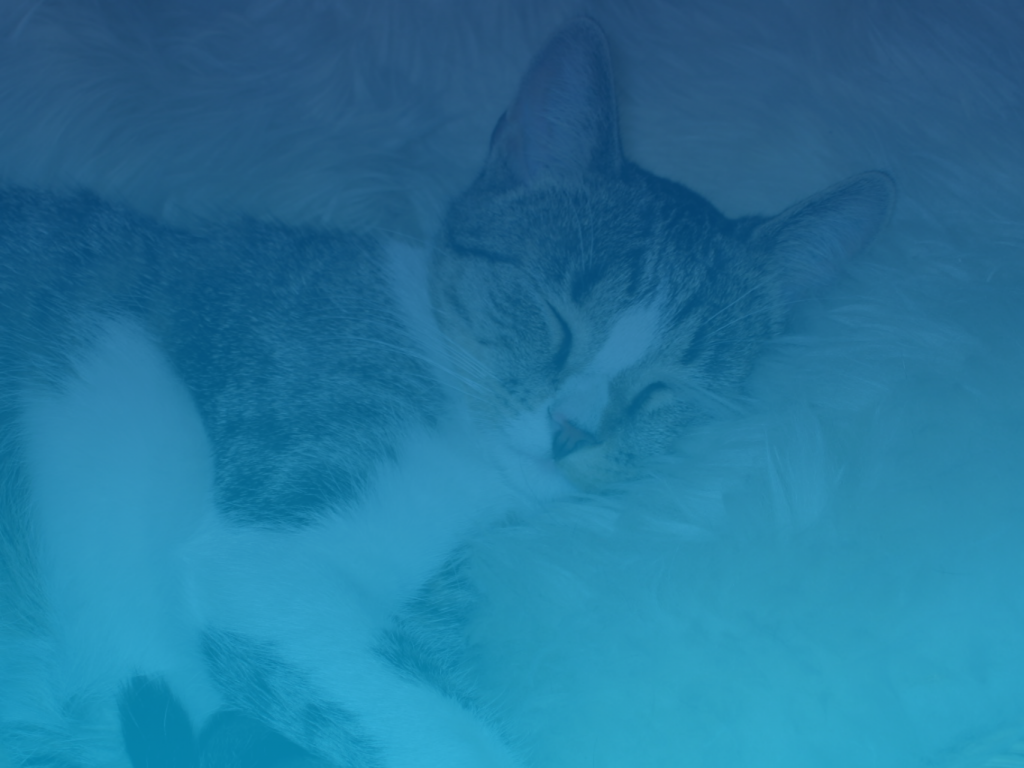 hintergrundbild schlafende katze liegt auf einem fell