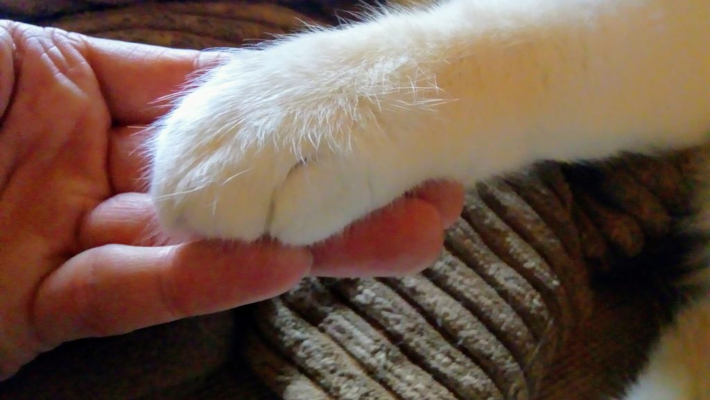 Janosch gibt Pfötchen