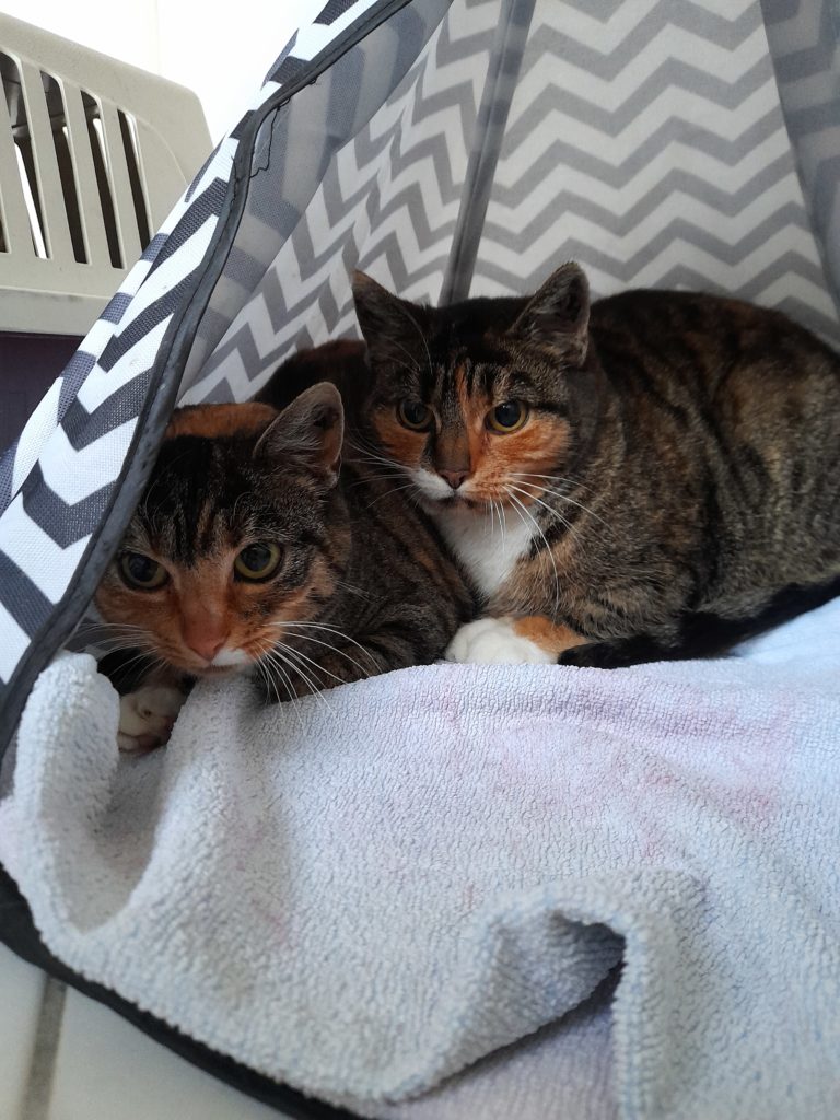 wir suchen ein Zuhause